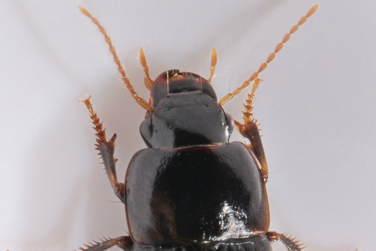 Carabidae: Harpalus sp.? H. modestus !!!
